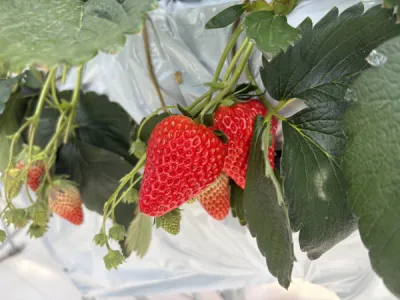 ゆいさんのブログ画像